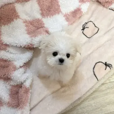 말티즈 우유