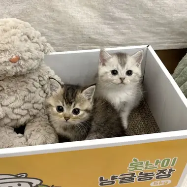 브리티시 루루,루디