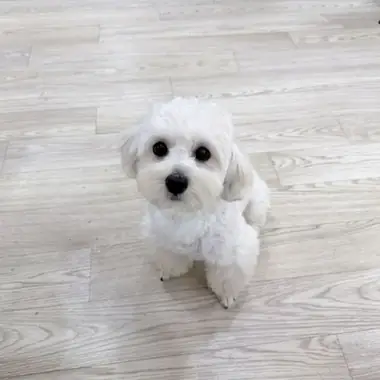 말티푸 해피