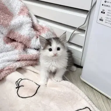 노르웨이숲 무민이