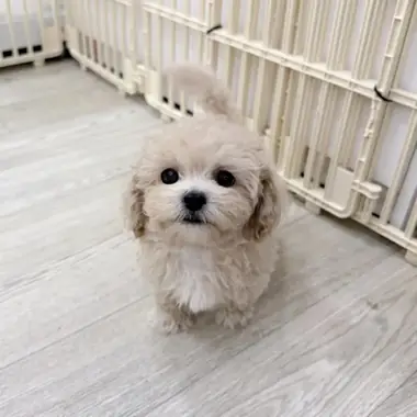 말티푸 칸쵸