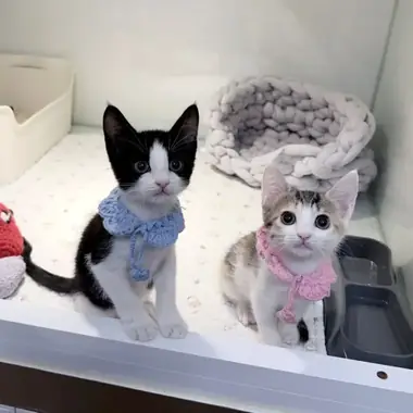 코리안숏헤어 탄이,총이