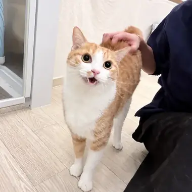 코리안숏헤어 망고