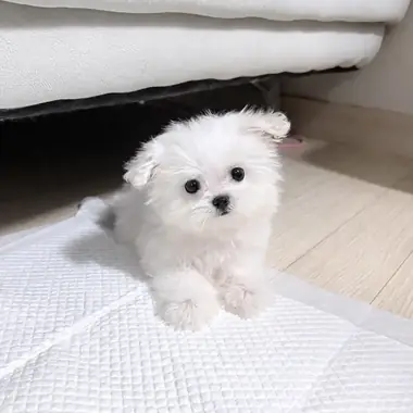 말티즈 백설이