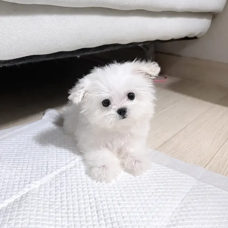배변훈련 된 똑순이 백설이