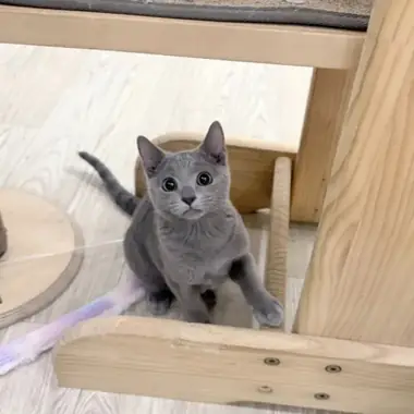 러시안블루 베리