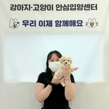 서울 손x요님의 강아지 입양 사진