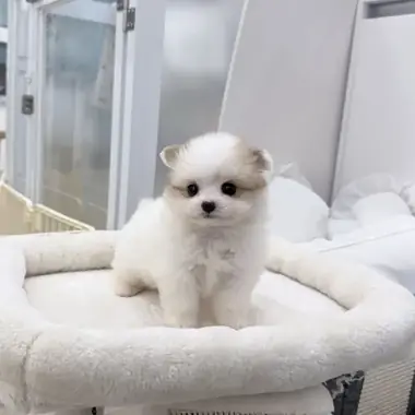 말티폼 마루