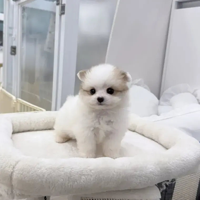 오늘의 아기 강아지 마루