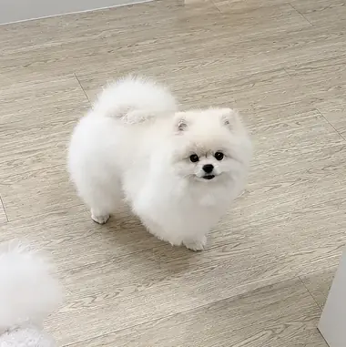 포메 뽀또