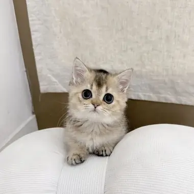 먼치킨 카레